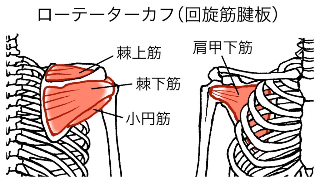 結帯動作と小円筋