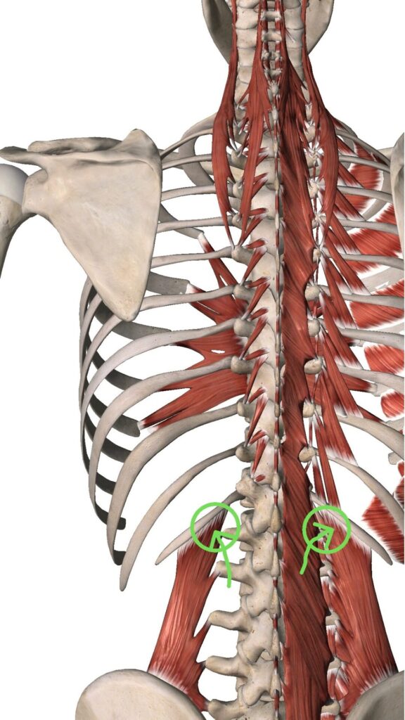 腰方形筋の治療２