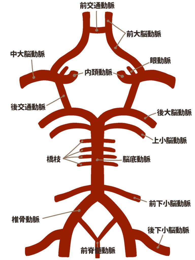 【金町のクチコミNO.1整体院】頸椎博士が解説する頭のてっぺん頭痛の原因は？