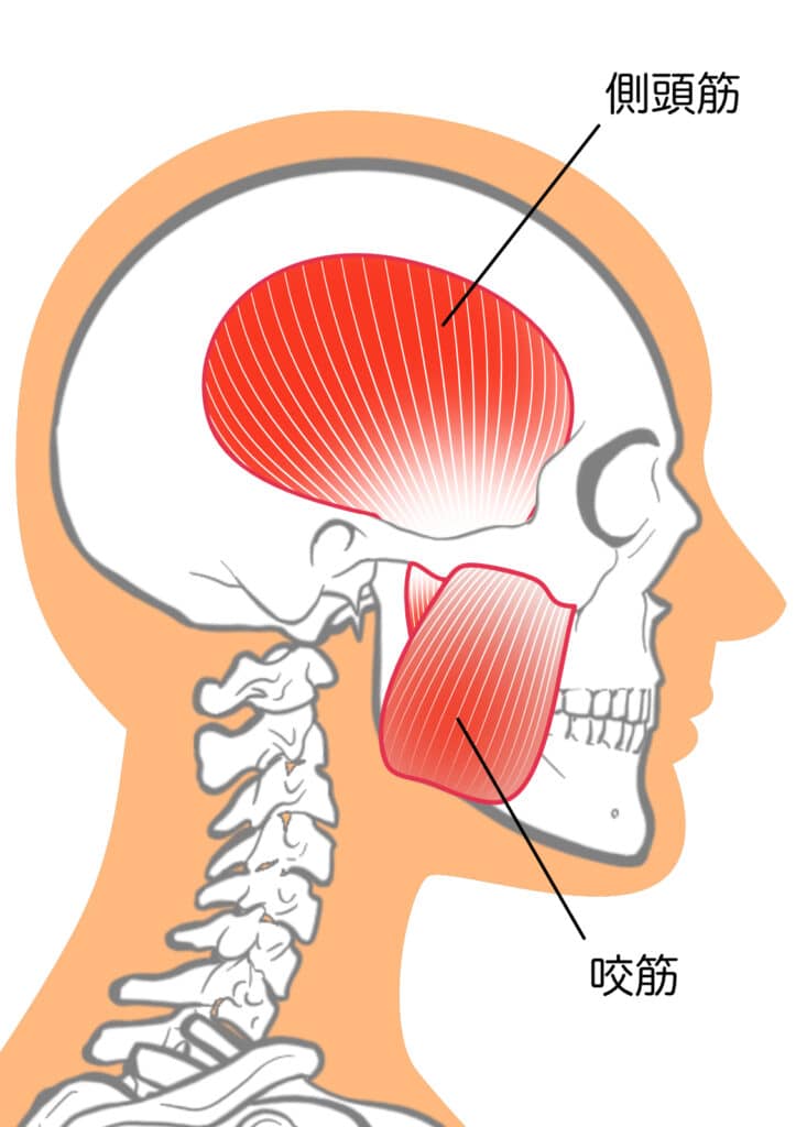 【金町の‟頸椎博士”整体師が解説】こめかみ頭痛の原因は?