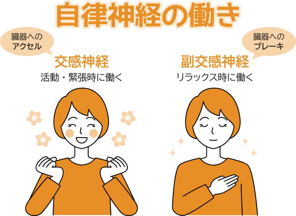 【金町の凄腕整体院が解説】自律神経と首の繋がり