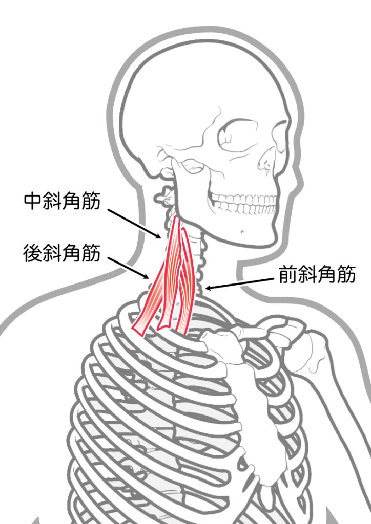 【葛飾区金町のやぎはし整体院】痛めやすい筋肉2つを根本改善専門の整体院が解説